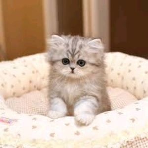 Meet your Posher, Nadia